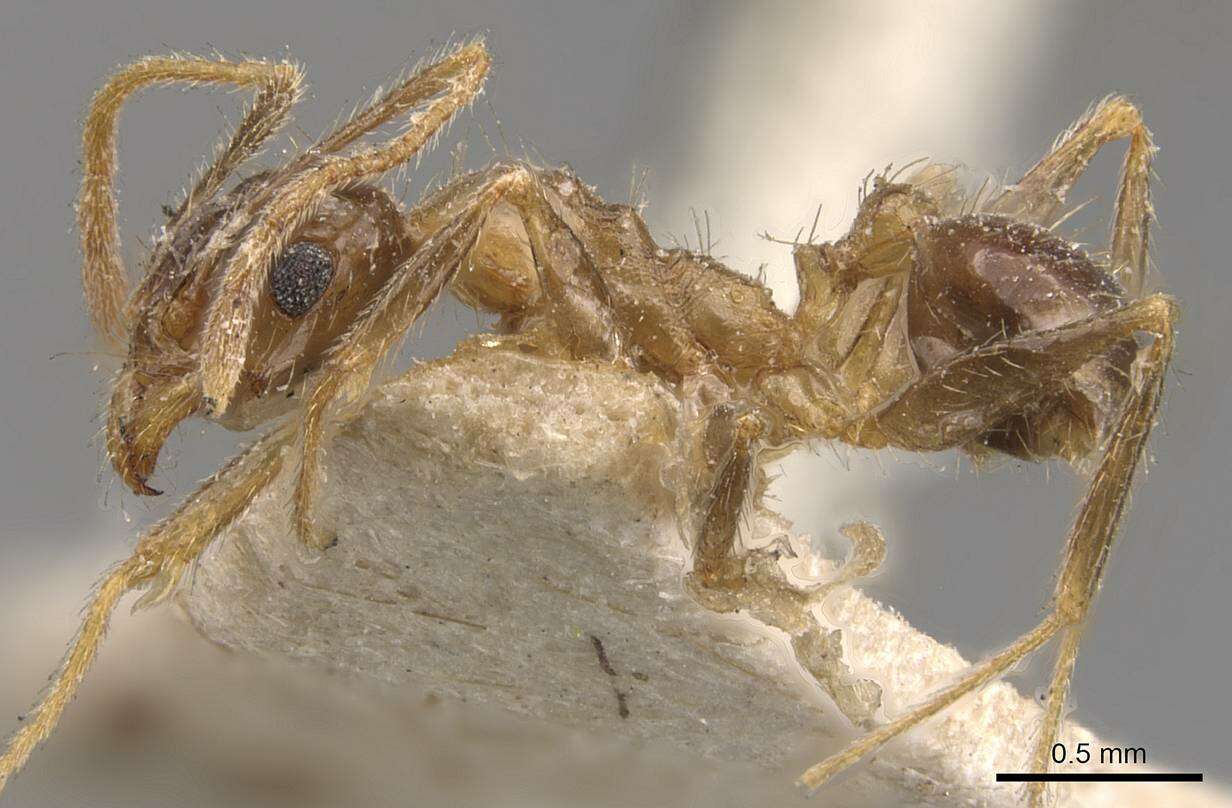 Image of Pheidole mayri Forel 1894