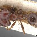 Pheidole occipitalis Andre 1890 resmi