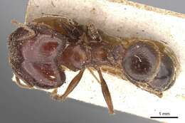 Pheidole occipitalis Andre 1890 resmi