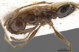 Pheidole occipitalis Andre 1890 resmi