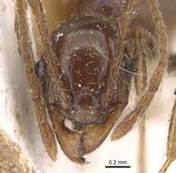 Pheidole occipitalis Andre 1890 resmi