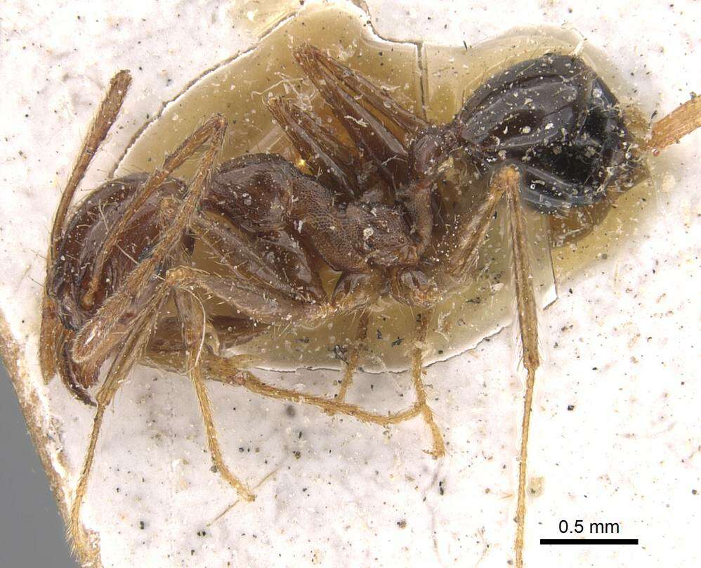 Pheidole occipitalis Andre 1890 resmi