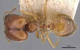 Image de Pheidole schultzei Forel 1910