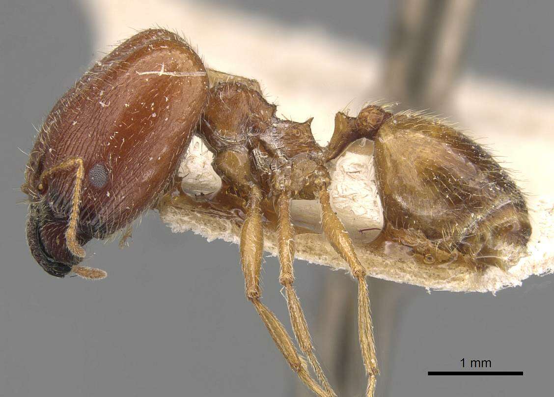 Image de Pheidole schultzei Forel 1910