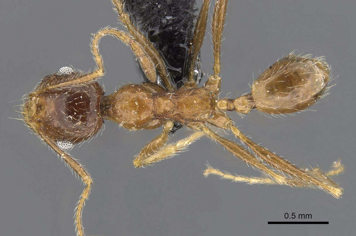 Image of Pheidole schultzei Forel 1910