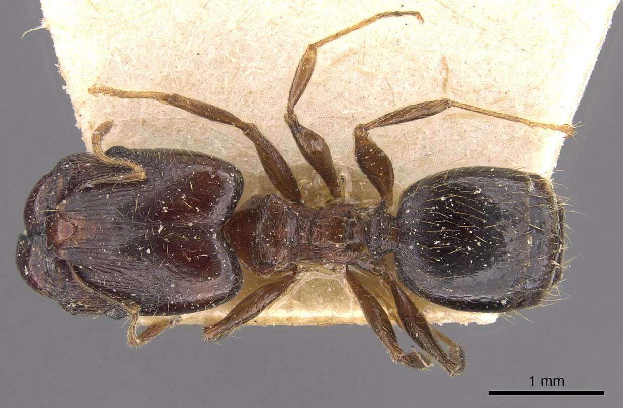 Image of Pheidole xocensis Forel 1913