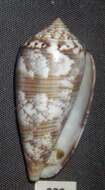 Image of Conus obscurus G. B. Sowerby I 1833