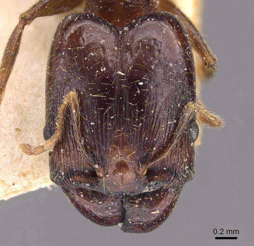 Image of Pheidole xocensis Forel 1913