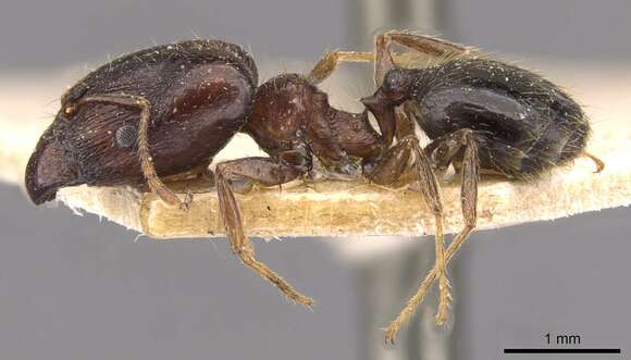 Image of Pheidole xocensis Forel 1913