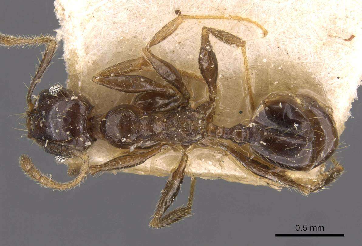 Image of Pheidole xocensis Forel 1913