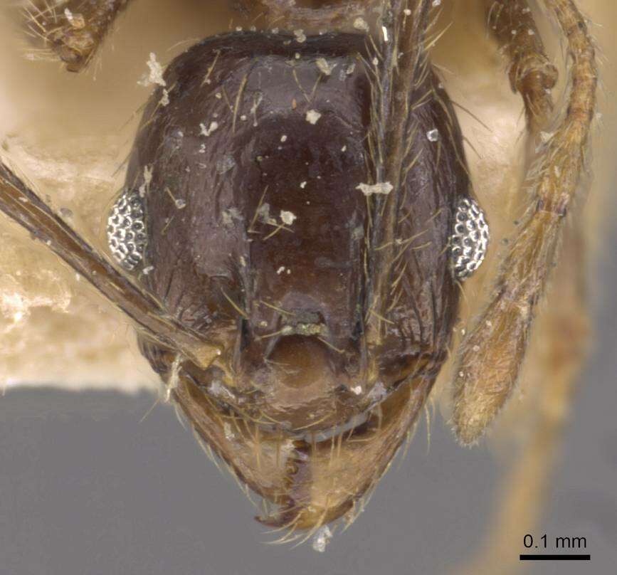 Image of Pheidole xocensis Forel 1913