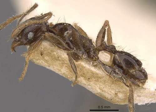 Image of Pheidole xocensis Forel 1913