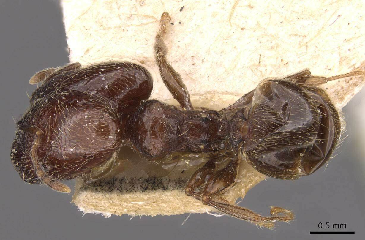 Image de Pheidole arnoldi Forel 1913