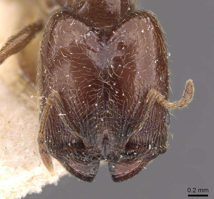 Image de Pheidole arnoldi Forel 1913