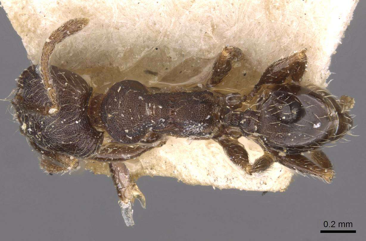 Image de Pheidole arnoldi Forel 1913