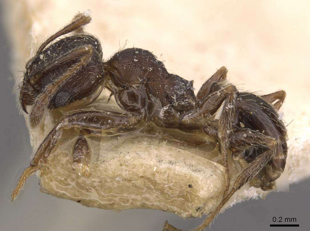 Image de Pheidole arnoldi Forel 1913