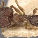 Pheidole bequaerti Forel 1913 resmi