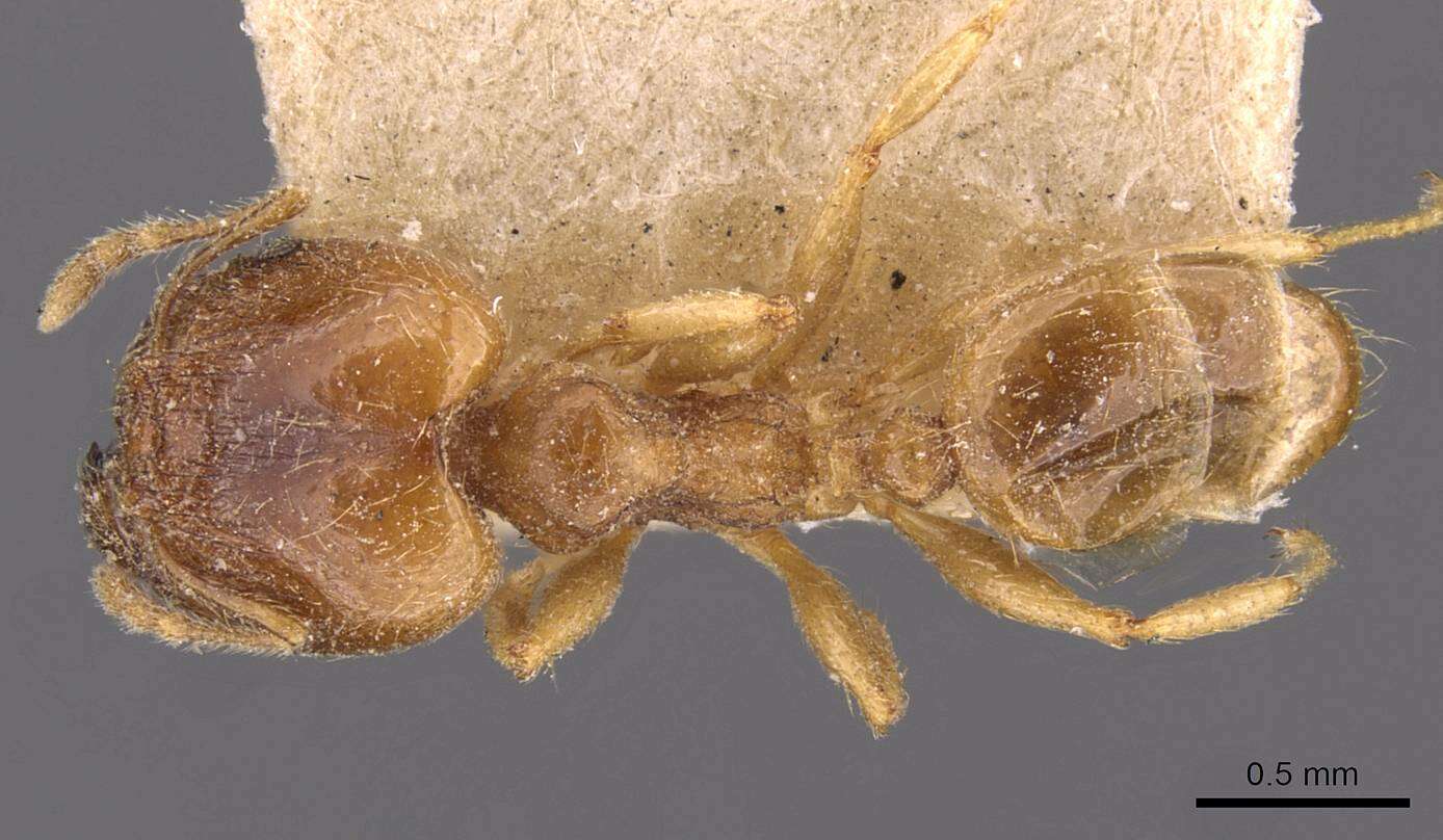 Image of Pheidole kitschneri Forel 1910