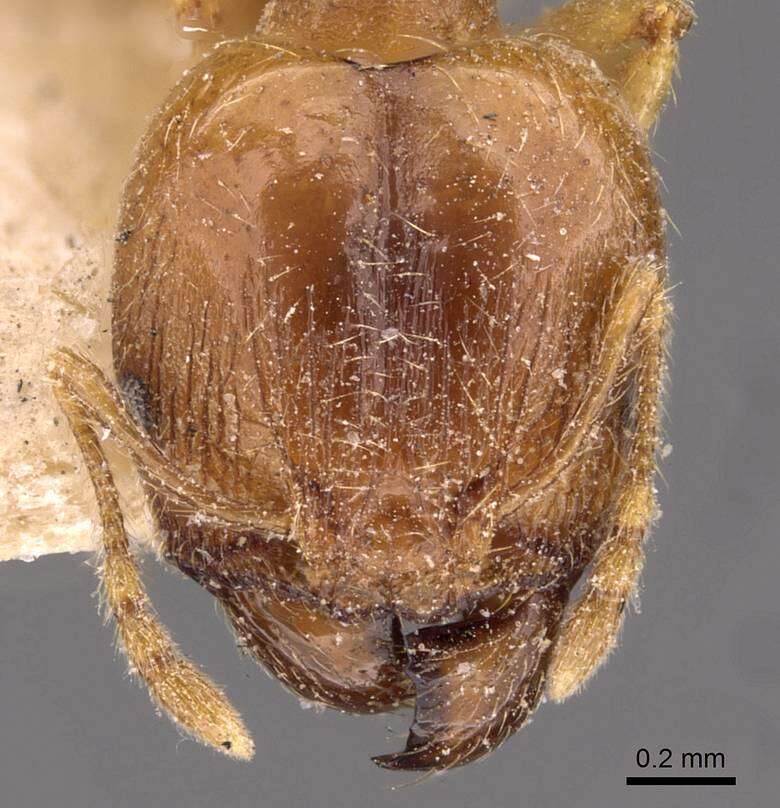 Image of Pheidole kitschneri Forel 1910