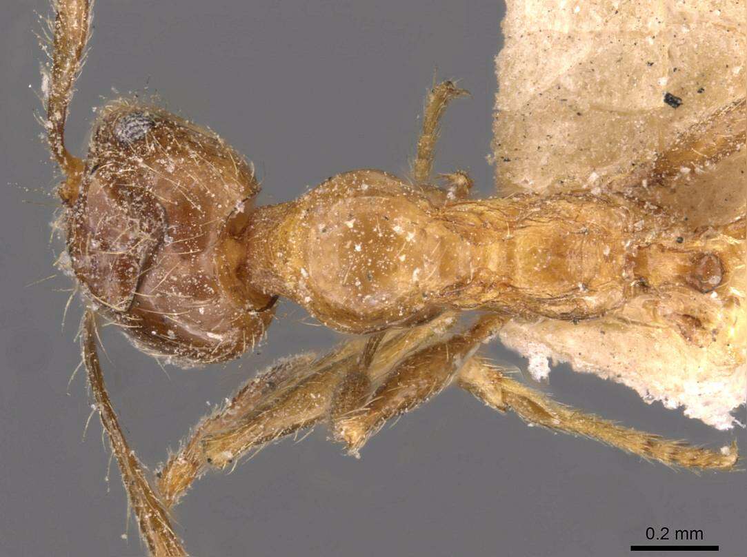 Image of Pheidole kitschneri Forel 1910