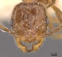 Image of Pheidole kitschneri Forel 1910