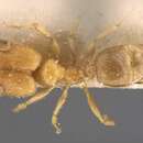 Image of Pheidole schoutedeni Forel 1913