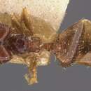 Image of Pheidole termitophila Forel 1904