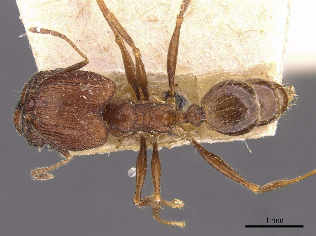 Image of Pheidole aglae Forel 1913