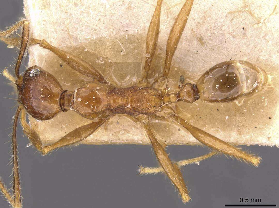 Pheidole aglae Forel 1913 resmi