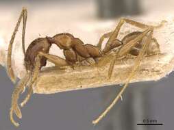 Image of Pheidole aglae Forel 1913