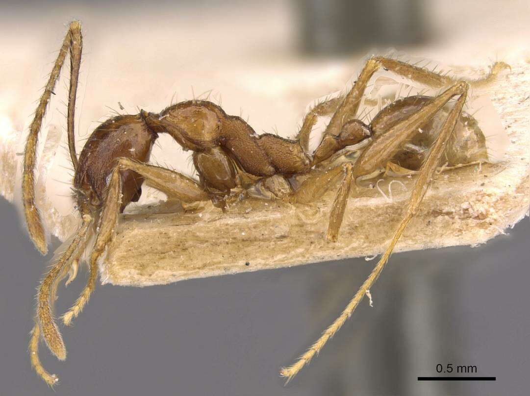 Image of Pheidole aglae Forel 1913