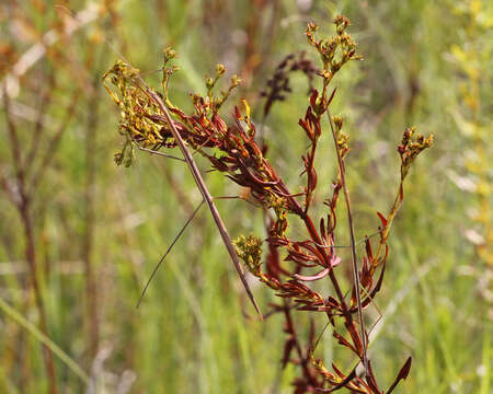 Image of Manomera tenuescens (Scudder & S. H. 1900)