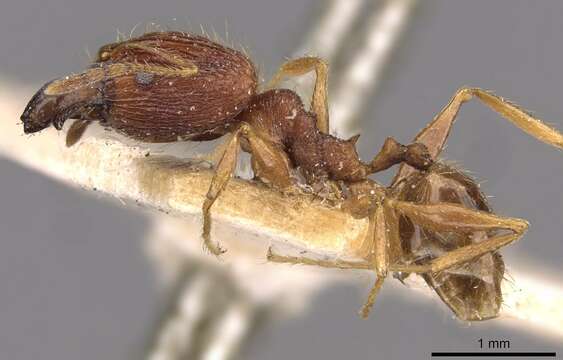 Image of Pheidole binghamii Forel 1902