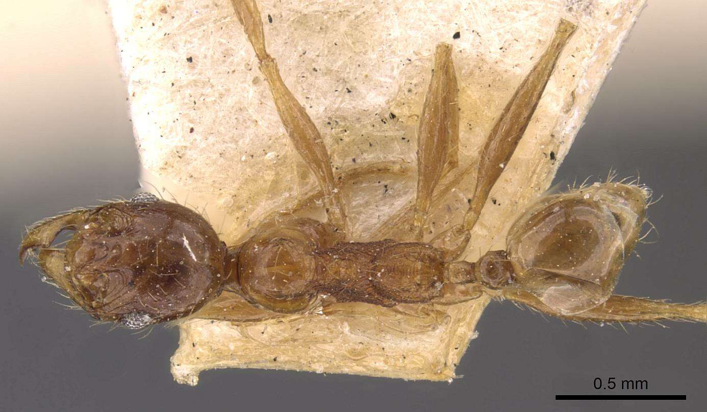 Image of Pheidole binghamii Forel 1902