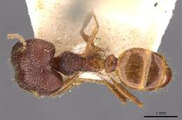 Image of Pheidole constanciae Forel 1902