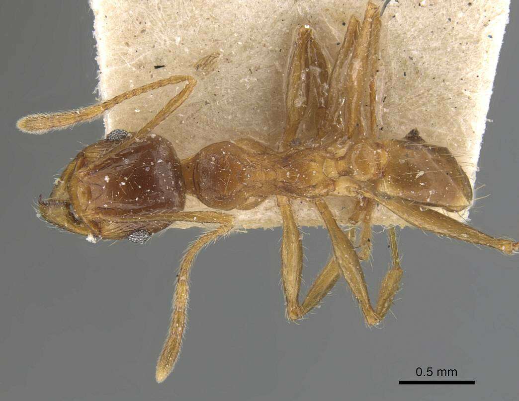 Image of Pheidole constanciae Forel 1902