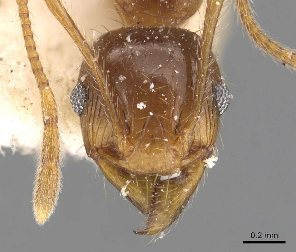 Image of Pheidole constanciae Forel 1902