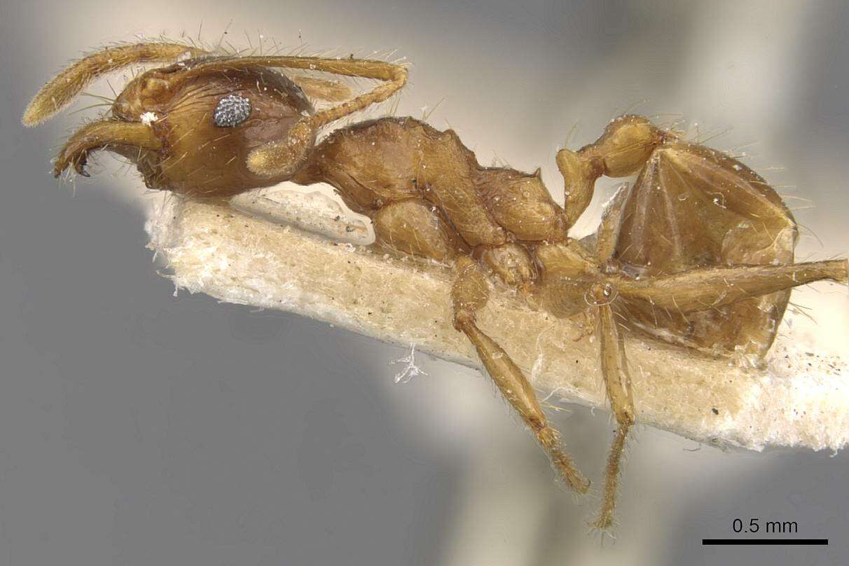 Image of Pheidole constanciae Forel 1902