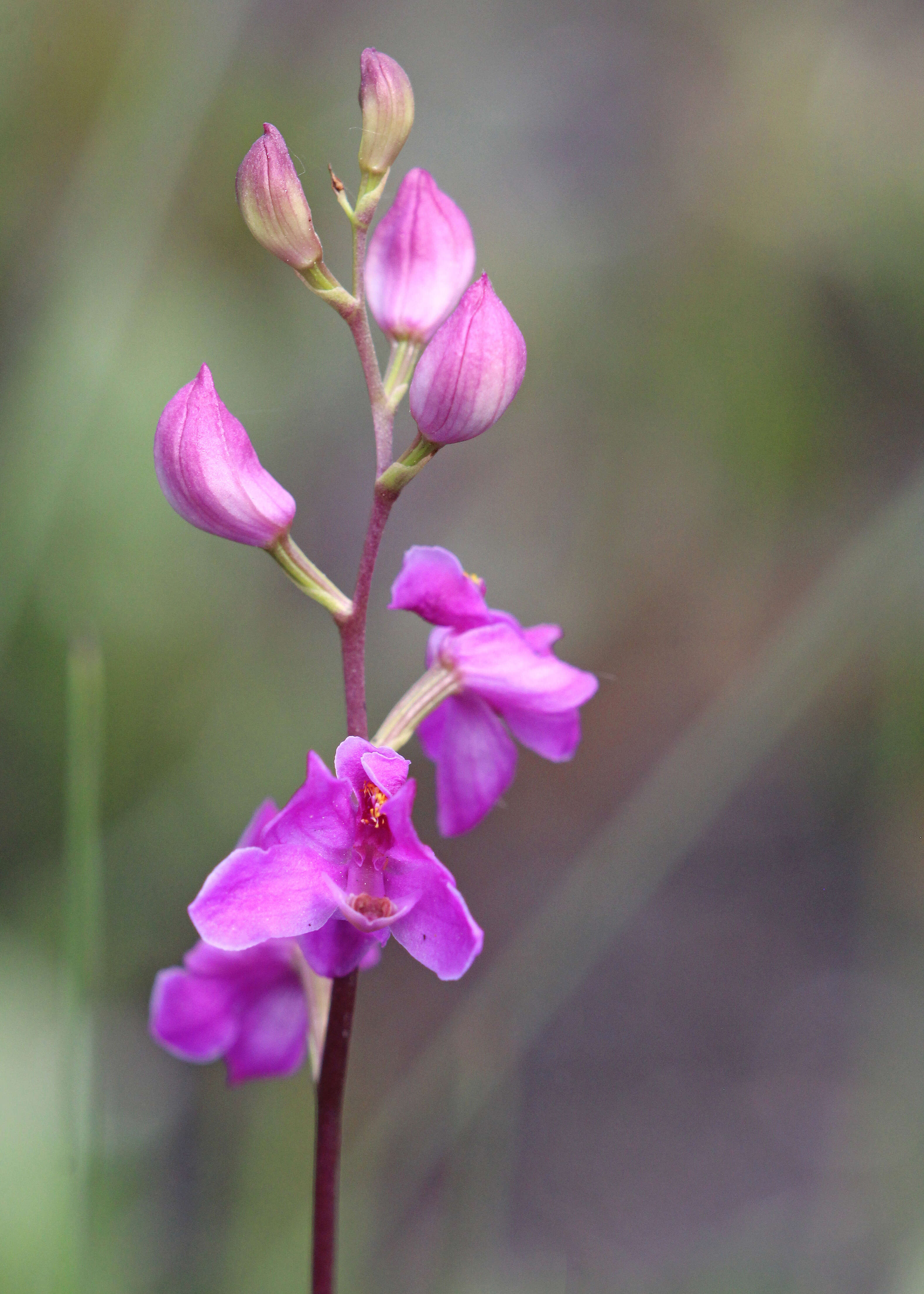 Image of Many-flowered grass-pink orchid