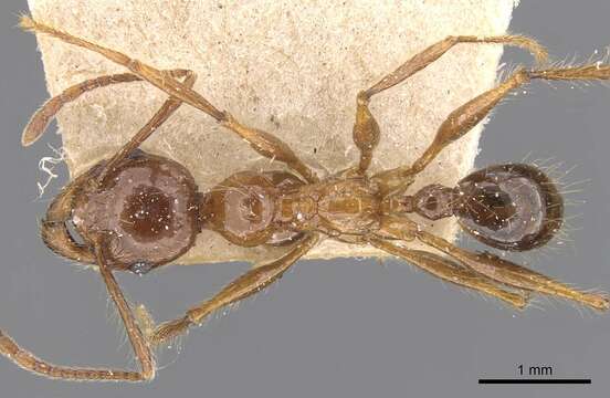 Image of Pheidole dugasi Forel 1911