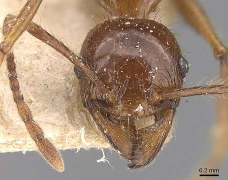 Image of Pheidole dugasi Forel 1911