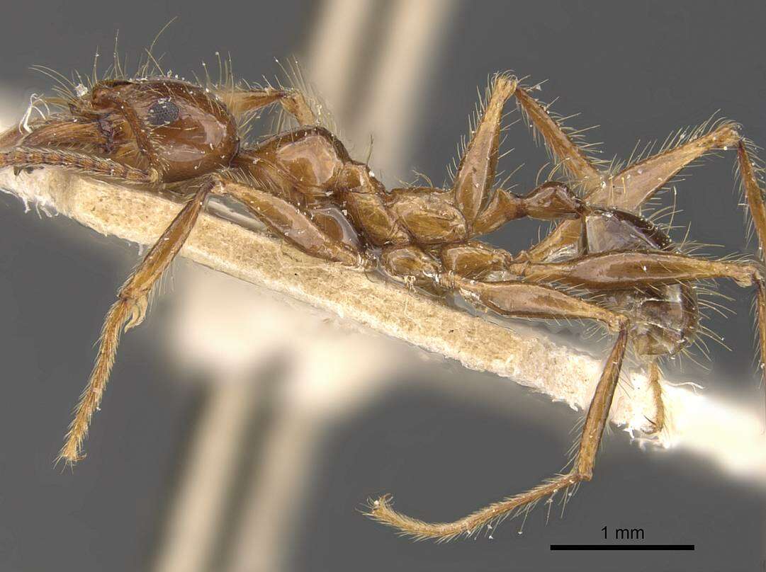 Image of Pheidole dugasi Forel 1911