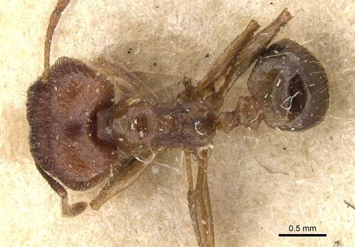 Image of Pheidole ernsti Forel 1912