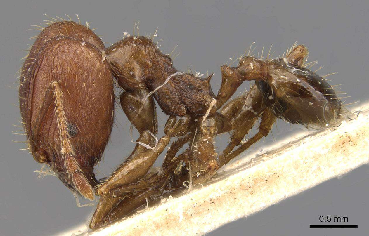 Image of Pheidole ernsti Forel 1912