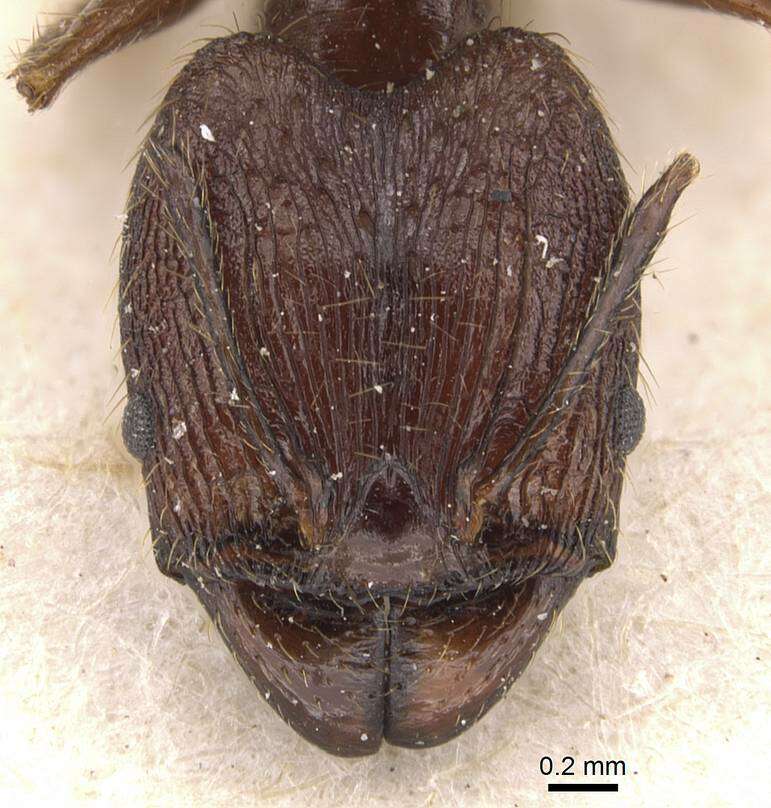 Image of Pheidole aglae Forel 1913