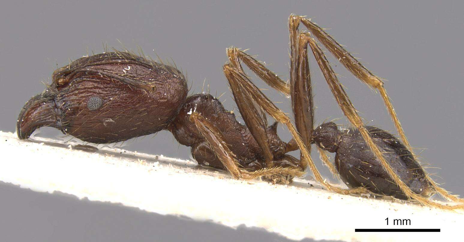 Image of Pheidole aglae Forel 1913