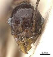 Image of Pheidole aglae Forel 1913