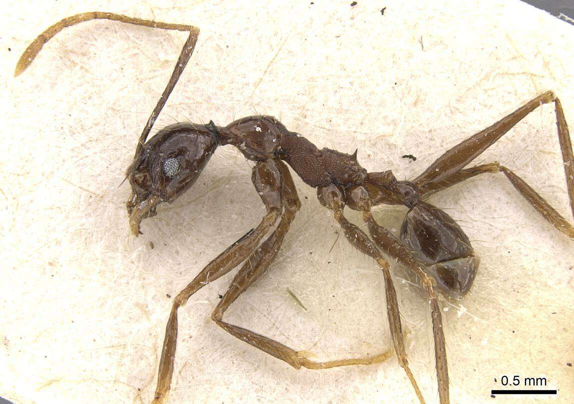 Image of Pheidole aglae Forel 1913