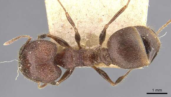 Image of Pheidole fergusoni Forel 1902