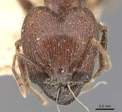 Image of Pheidole fergusoni Forel 1902